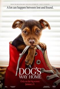 دانلود فیلم A Dog’s Way Home 20198110-1626753107