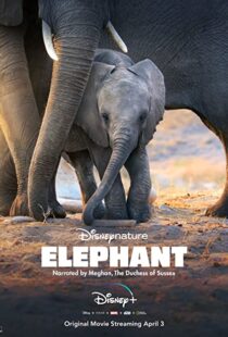دانلود مستند Elephant 202038728-694348680