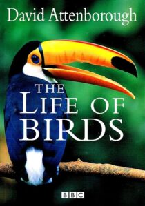 دانلود مستند The Life of Birds382058-963209964